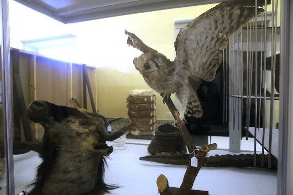 Uma das salas contém espécimes da fauna, também recolhidos em missões científicas